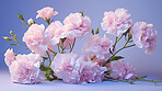 Carnation whispers, pastel harmony and delicate blooms for a serene floral arrangement, beauty and tranquility. Soft-hued carnations in gentle pastels form a graceful and soothing background. Suitable for spa visuals, mindfulness content and calming aesth