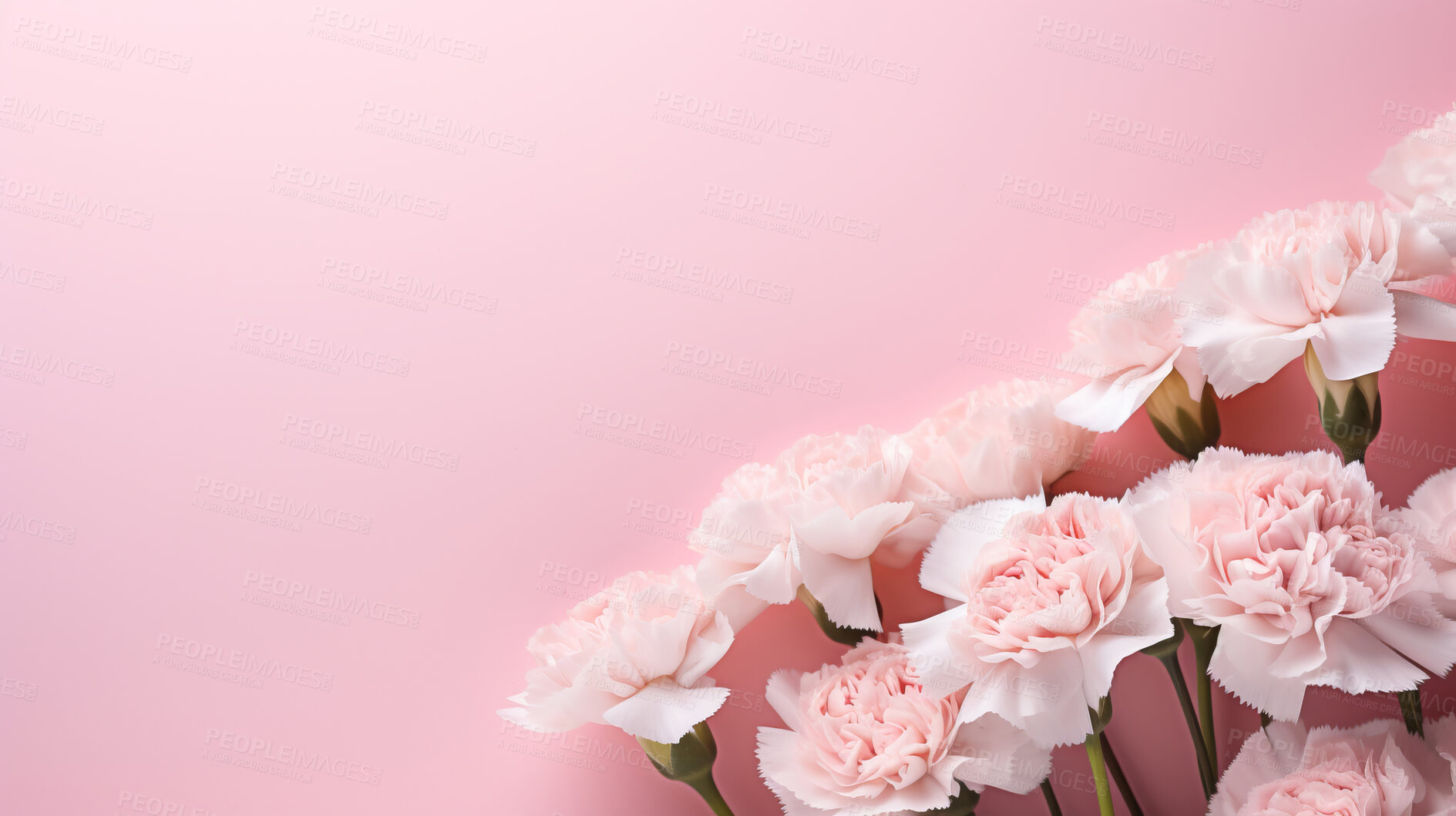 Buy stock photo Carnation whispers, pastel harmony and delicate blooms for a serene floral arrangement, beauty and tranquility. Soft-hued carnations in gentle pastels form a graceful and soothing background. Suitable for spa visuals, mindfulness content and calming aesthetics.