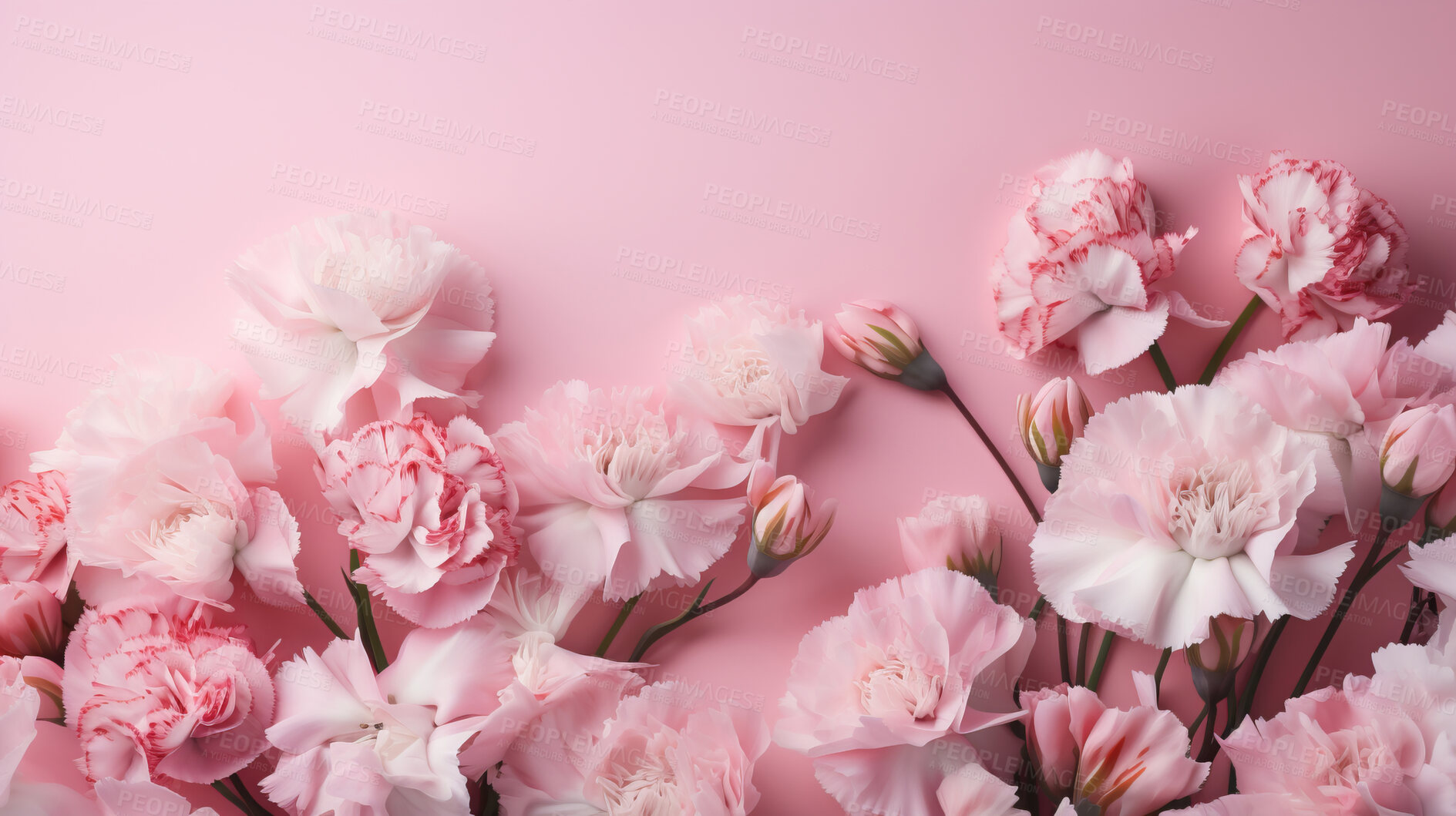 Buy stock photo Carnation whispers, pastel harmony and delicate blooms for a serene floral arrangement, beauty and tranquility. Soft-hued carnations in gentle pastels form a graceful and soothing background. Suitable for spa visuals, mindfulness content and calming aesthetics.