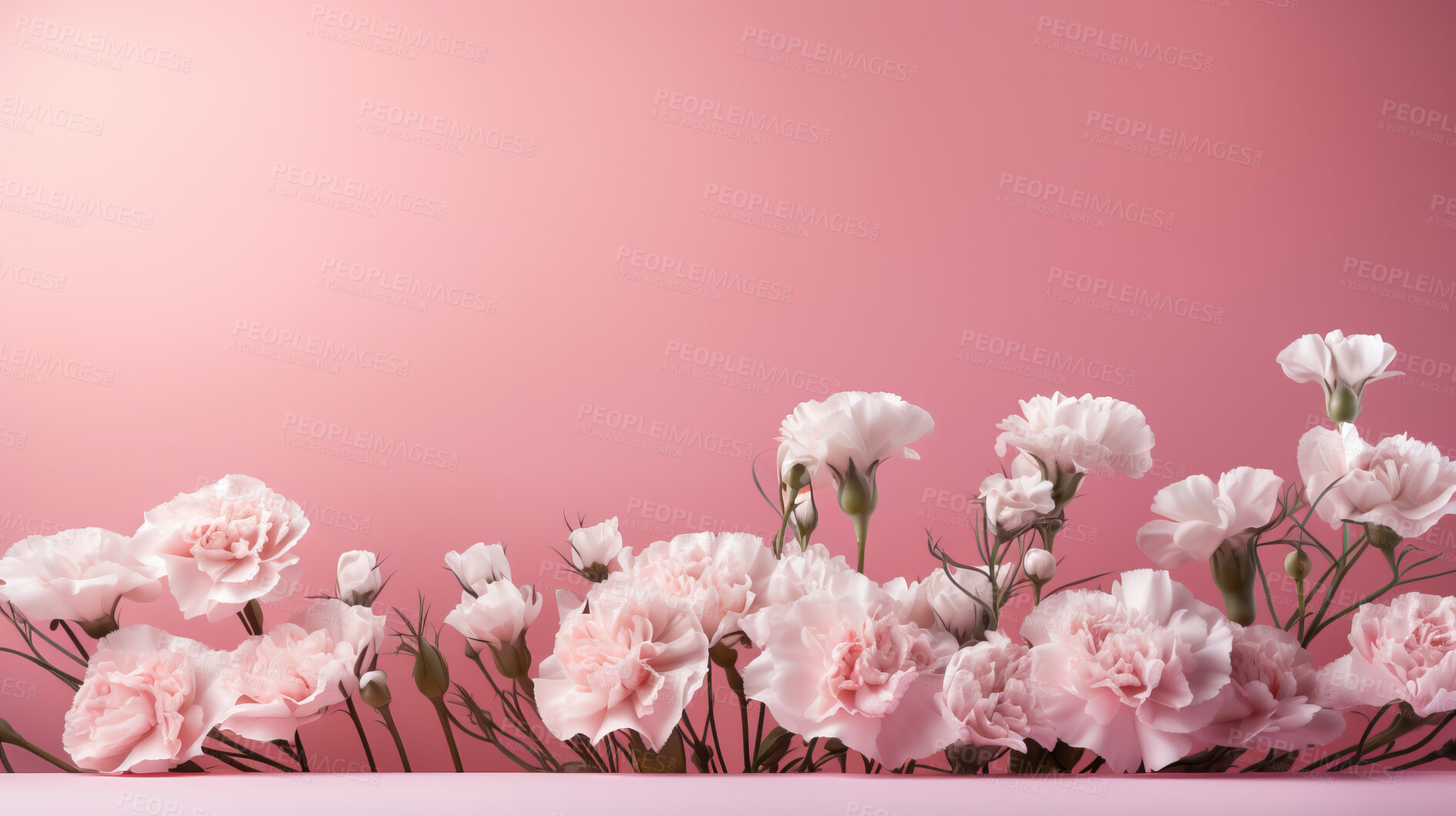 Buy stock photo Carnation whispers, pastel harmony and delicate blooms for a serene floral arrangement, beauty and tranquility. Soft-hued carnations in gentle pastels form a graceful and soothing background. Suitable for spa visuals, mindfulness content and calming aesthetics.