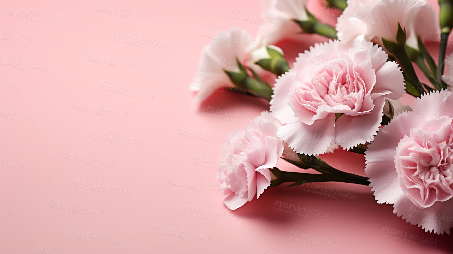 Buy stock photo Carnation whispers, pastel harmony and delicate blooms for a serene floral arrangement, beauty and tranquility. Soft-hued carnations in gentle pastels form a graceful and soothing background. Suitable for spa visuals, mindfulness content and calming aesthetics.