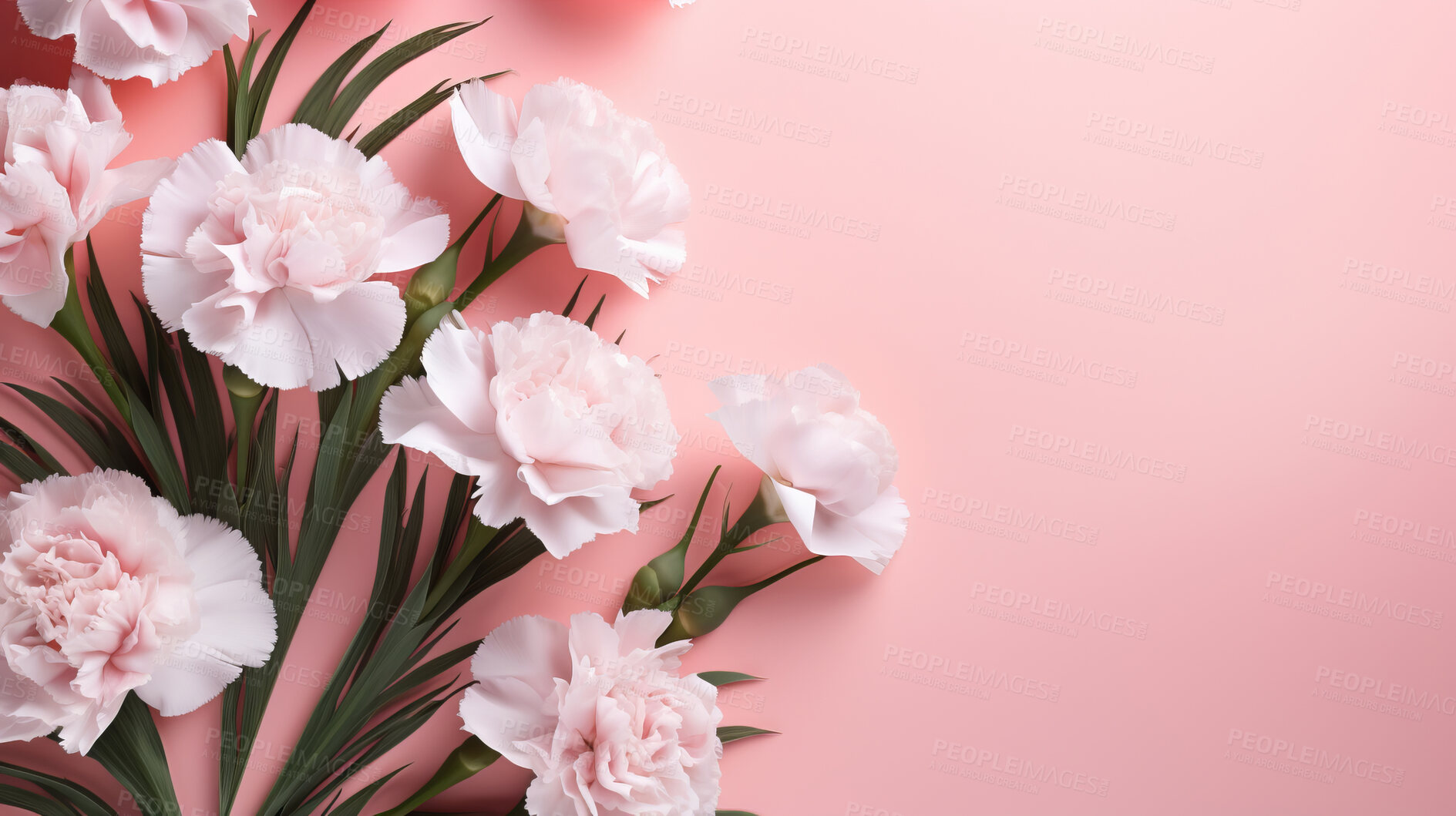 Buy stock photo Carnation whispers, pastel harmony and delicate blooms for a serene floral arrangement, beauty and tranquility. Soft-hued carnations in gentle pastels form a graceful and soothing background. Suitable for spa visuals, mindfulness content and calming aesthetics.