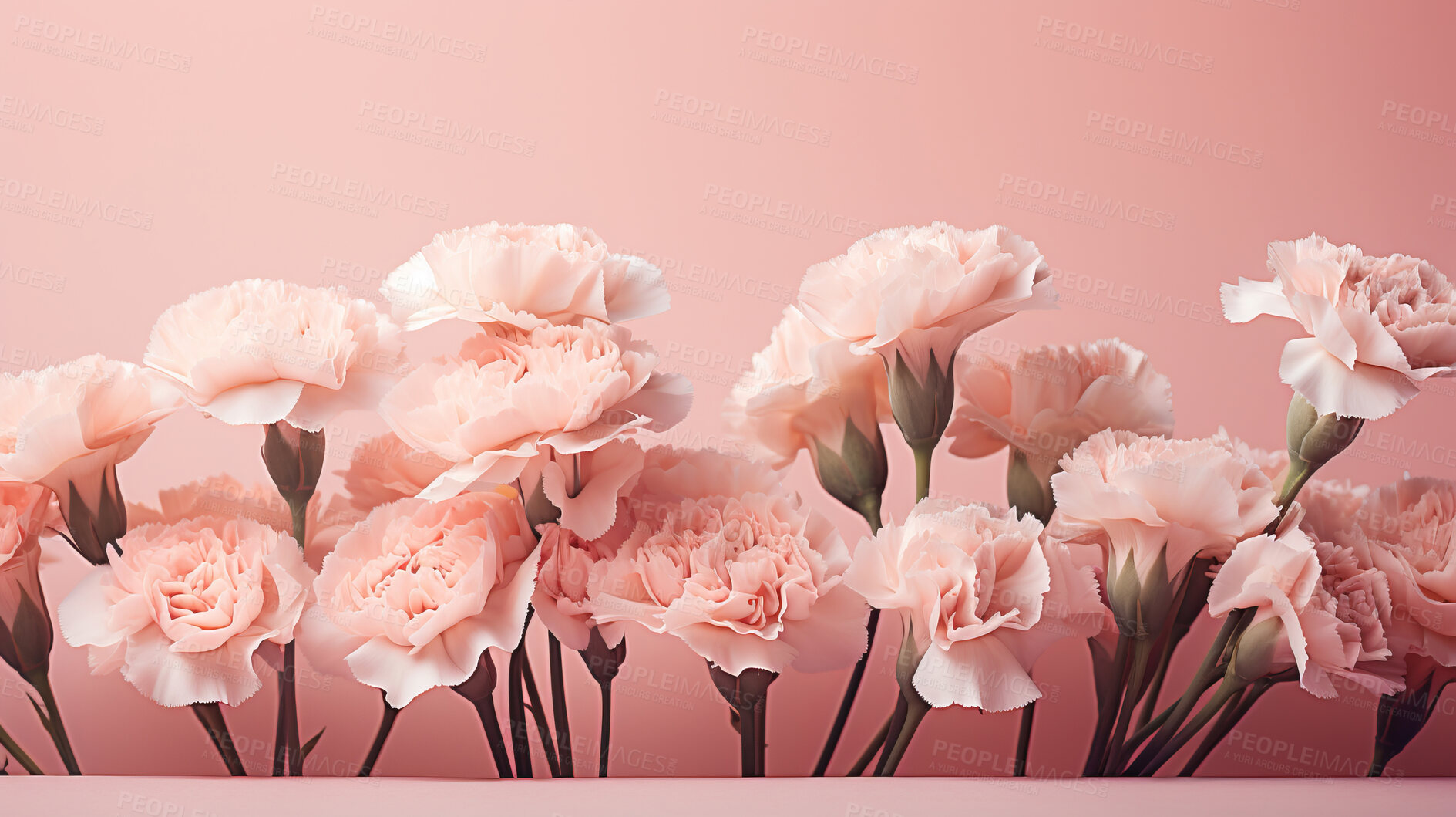 Buy stock photo Carnation whispers, pastel harmony and delicate blooms for a serene floral arrangement, beauty and tranquility. Soft-hued carnations in gentle pastels form a graceful and soothing background. Suitable for spa visuals, mindfulness content and calming aesthetics.