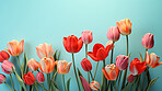 Springtime tulips, blooming and colorful petals for a refreshing floral background, nature and seasonal vibrancy. Tulips in a variety of colors form a lively and cheerful scene, providing an ideal backdrop for spring-related content. Ideal for nature-insp