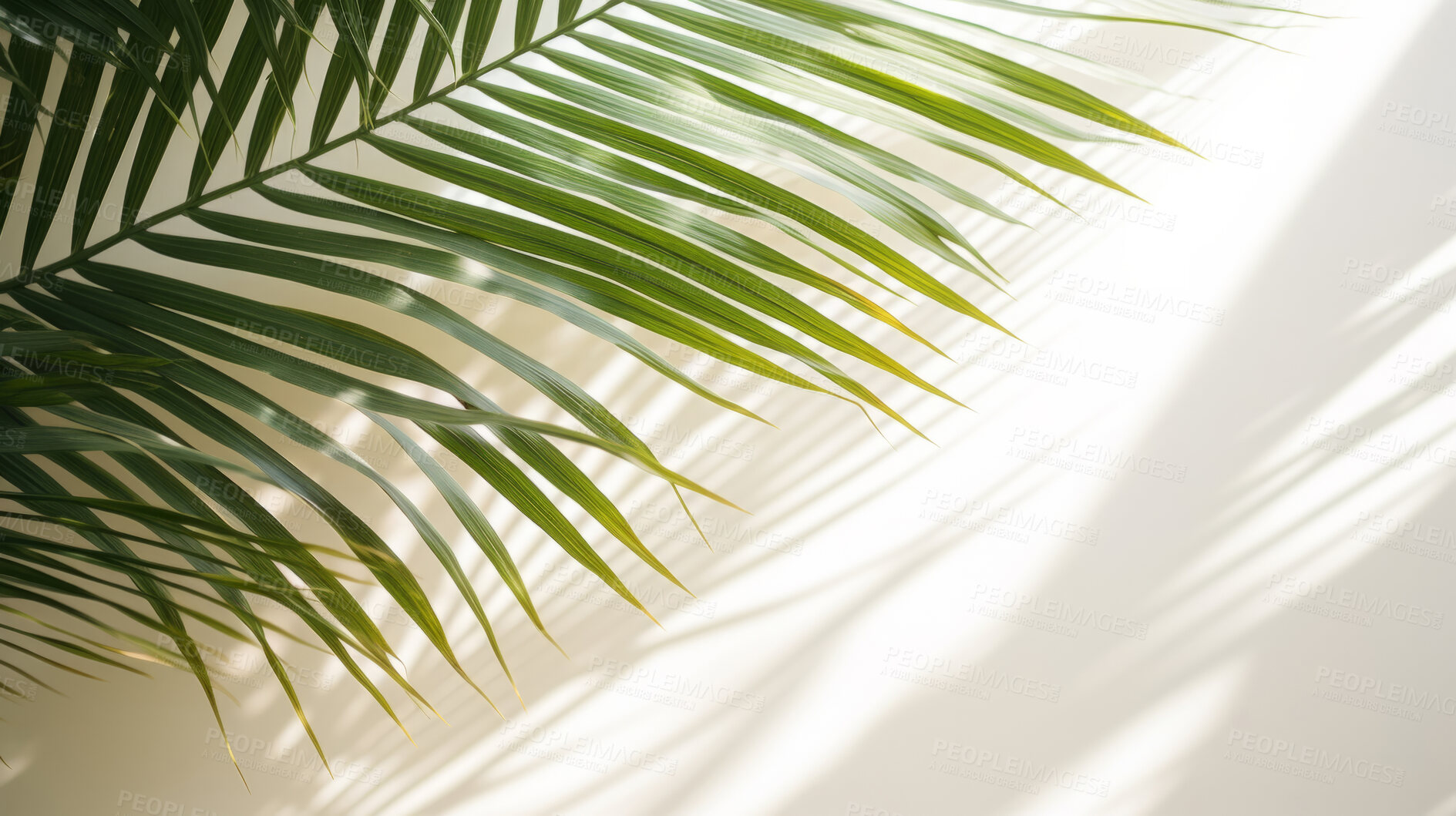 Buy stock photo Palm leaves, bathed in sunlight through a window. Tropical, serene and nature-inspired design for interiors, relaxation and creative expressions. On a sunlit canvas with a touch of botanical elegance.