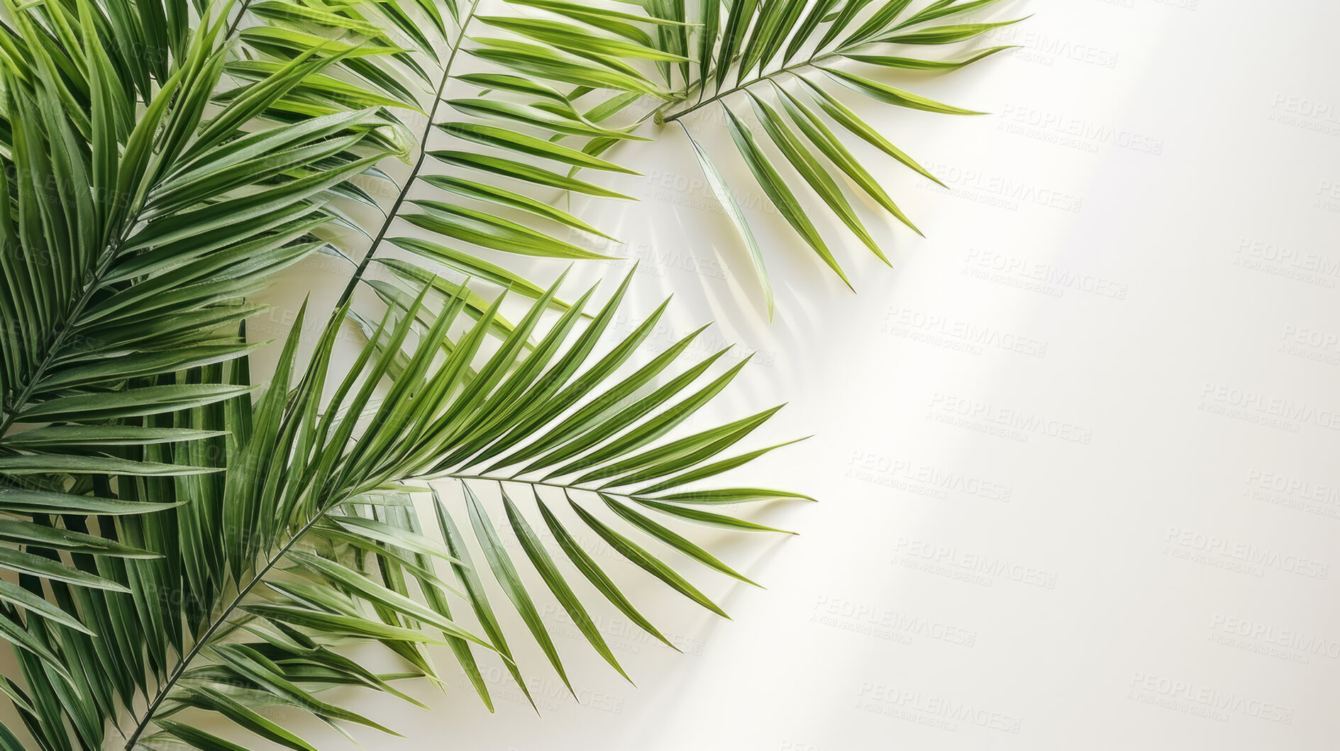 Buy stock photo Palm leaves, bathed in sunlight through a window. Tropical, serene and nature-inspired design for interiors, relaxation and creative expressions. On a sunlit canvas with a touch of botanical elegance.