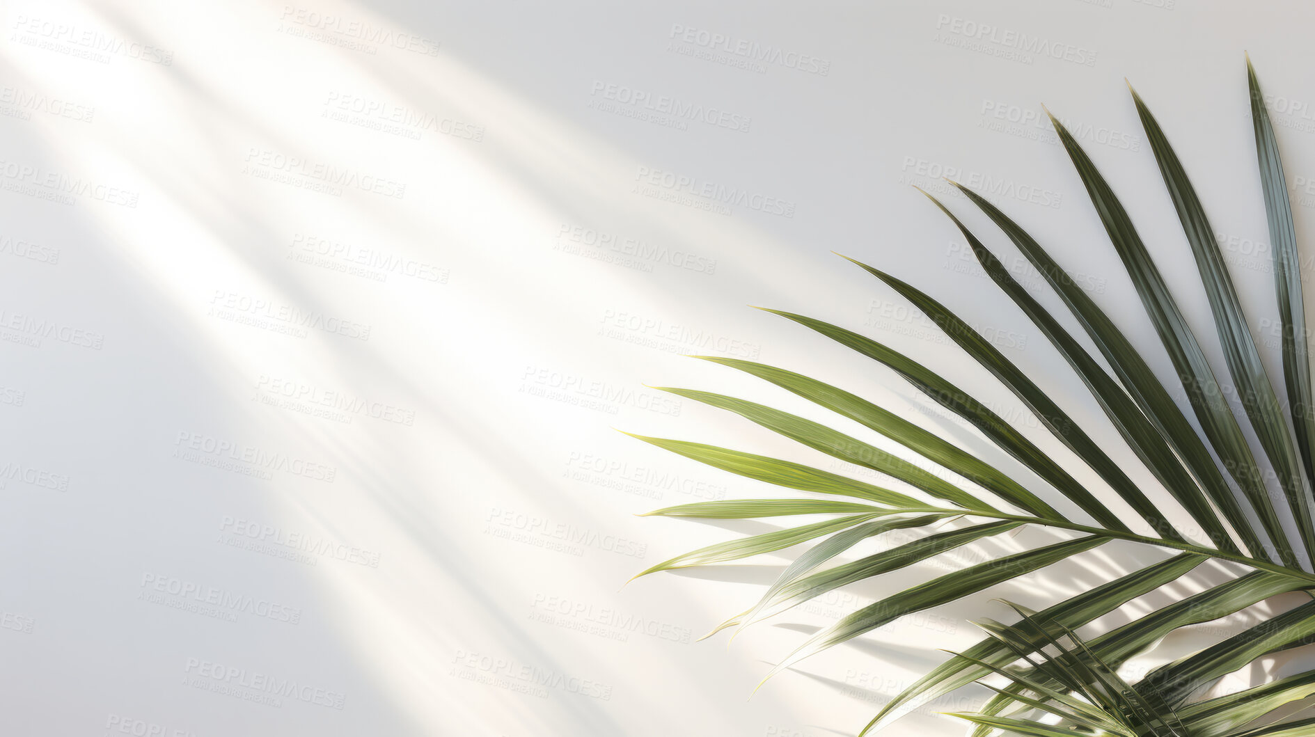 Buy stock photo Palm leaves, bathed in sunlight through a window. Tropical, serene and nature-inspired design for interiors, relaxation and creative expressions. On a sunlit canvas with a touch of botanical elegance.