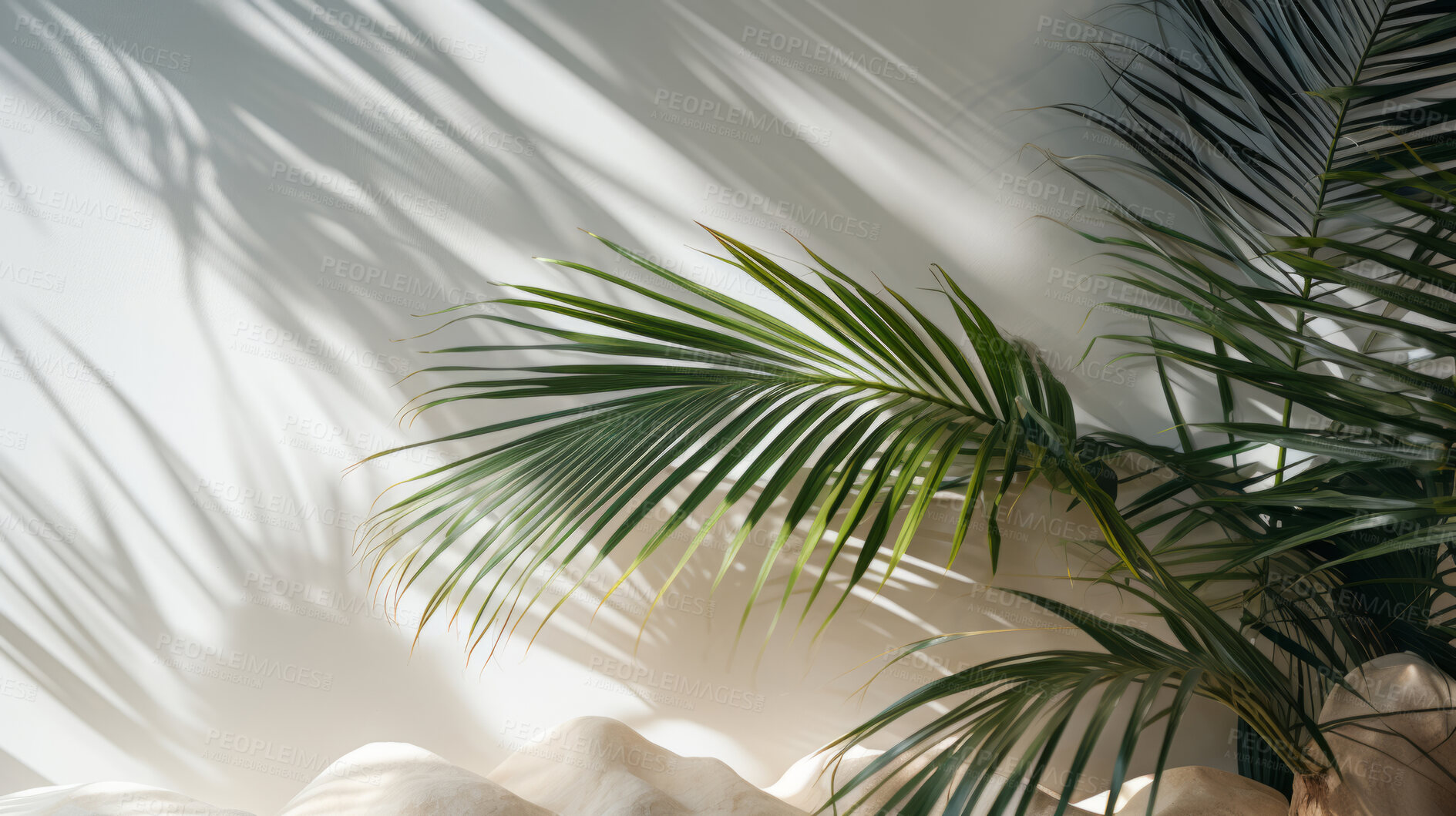 Buy stock photo Palm leaves, bathed in sunlight through a window. Tropical, serene and nature-inspired design for interiors, relaxation and creative expressions. On a sunlit canvas with a touch of botanical elegance.