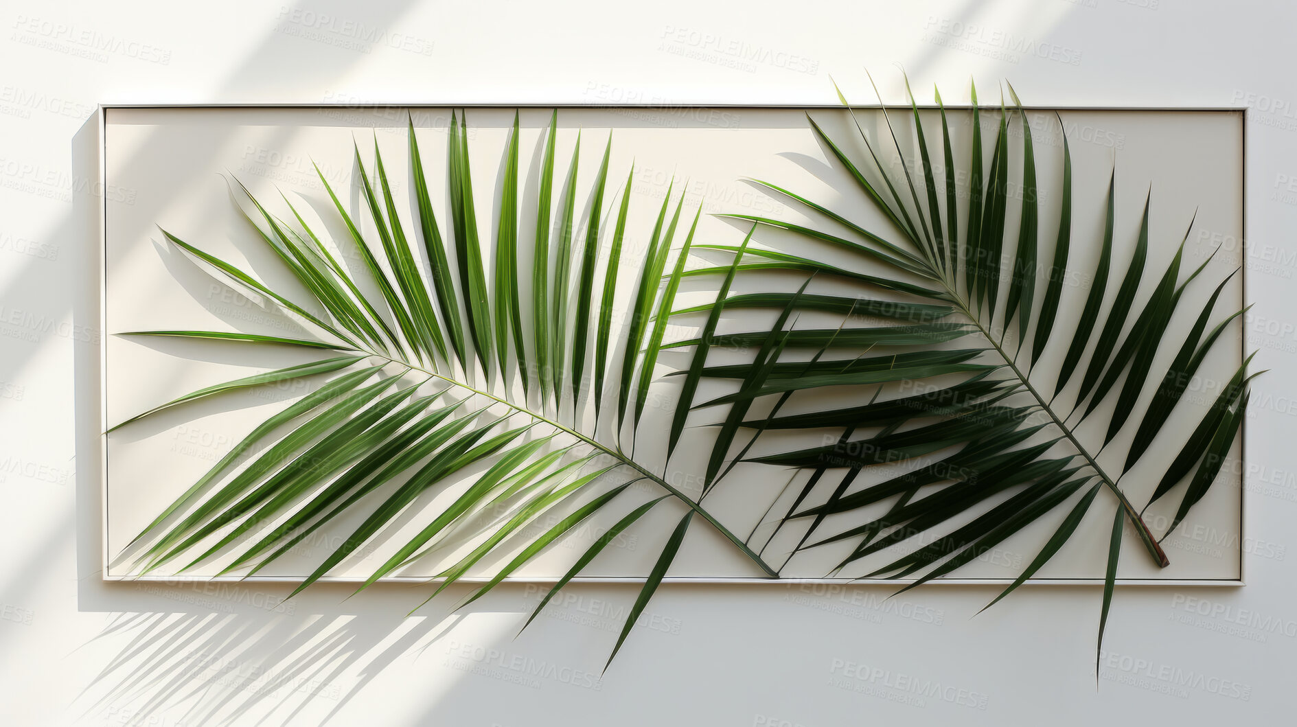 Buy stock photo Palm leaves, bathed in sunlight through a window. Tropical, serene and nature-inspired design for interiors, relaxation and creative expressions. On a sunlit canvas with a touch of botanical elegance.