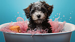 Puppy, bath and bubbly bliss for adorable cleanliness and joyful pampering. Wet fur, playful bubbles and gentle care. This scene is perfect for pet grooming services, care blogs and heartwarming visuals.