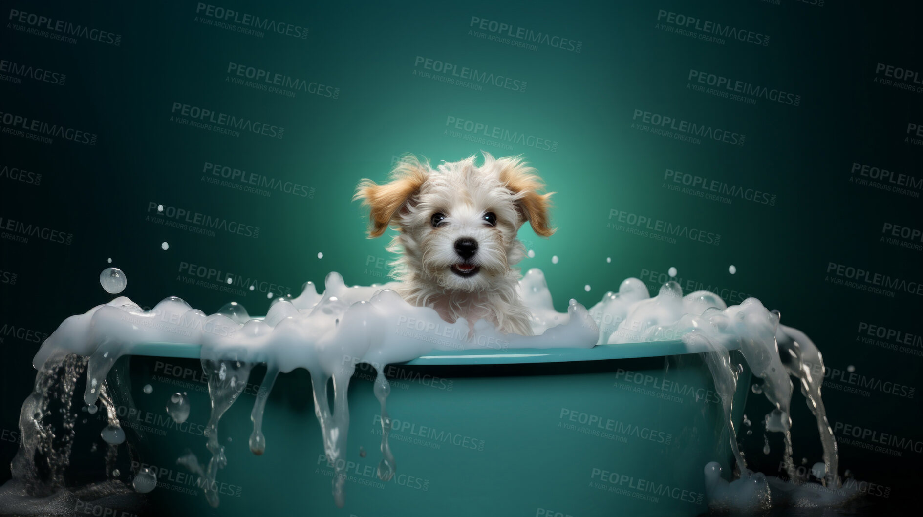 Buy stock photo Cute puppy, bath-time excitement, surrounded by bubbles and playful splashes. Sudsy puppy love, grooming joy, and pure bubbly happiness.