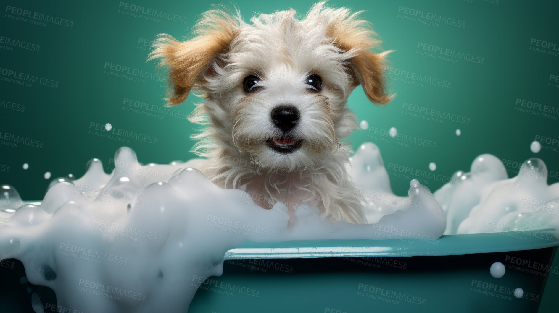 Buy stock photo Cute puppy, bath-time excitement, surrounded by bubbles and playful splashes. Sudsy puppy love, grooming joy, and pure bubbly happiness.