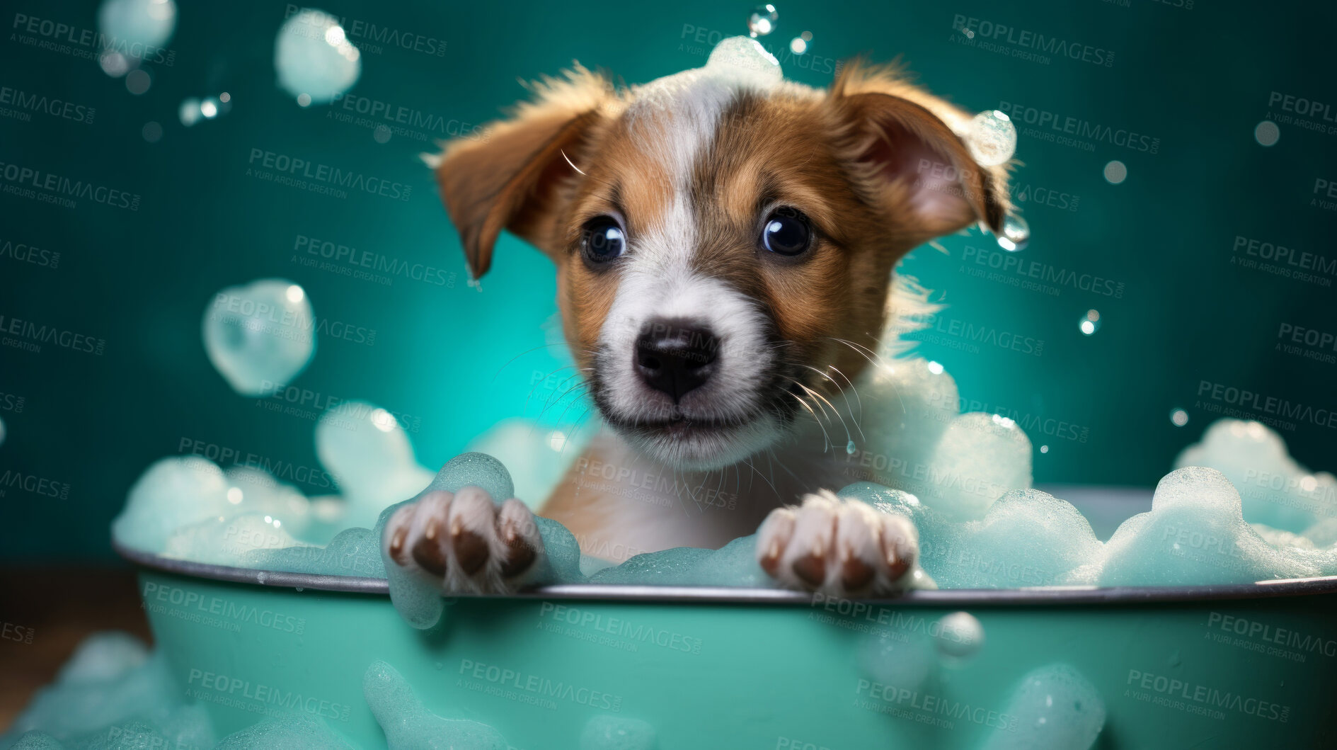 Buy stock photo Cute puppy, bath-time excitement, surrounded by bubbles and playful splashes. Sudsy puppy love, grooming joy, and pure bubbly happiness.