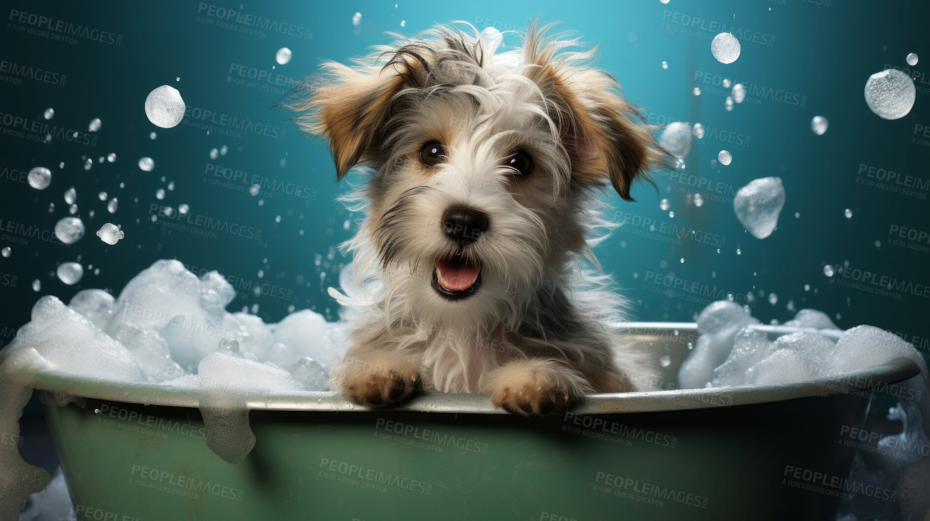 Buy stock photo Puppy, bath and bubbly bliss for adorable cleanliness and joyful pampering. Wet fur, playful bubbles and gentle care. This scene is perfect for pet grooming services, care blogs and heartwarming visuals.