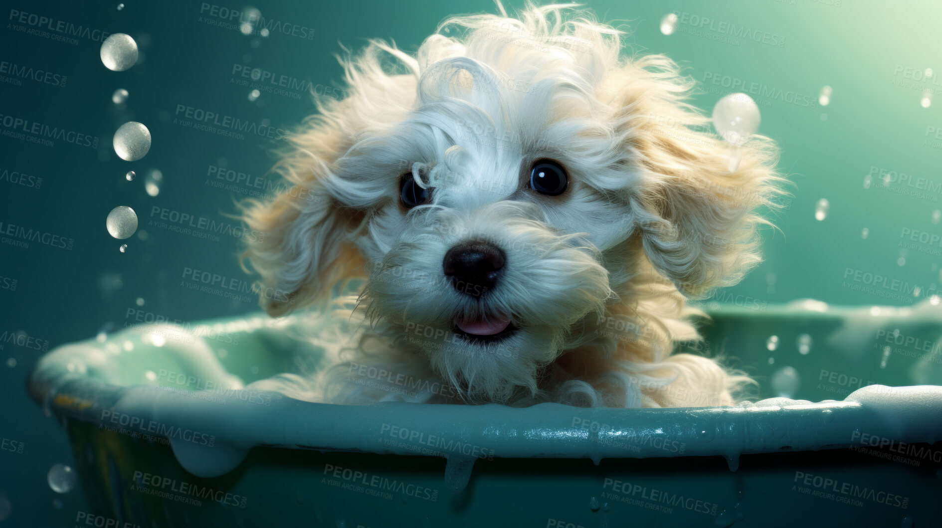 Buy stock photo Puppy, bath and bubbly bliss for adorable cleanliness and joyful pampering. Wet fur, playful bubbles and gentle care. This scene is perfect for pet grooming services, care blogs and heartwarming visuals.