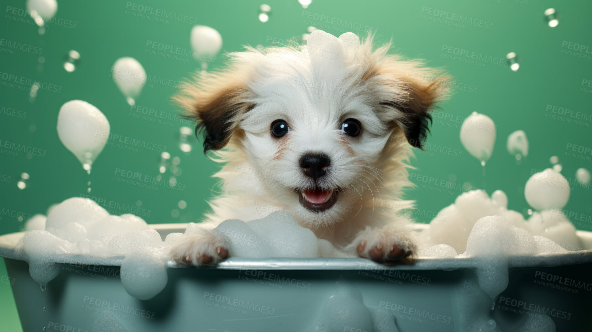 Buy stock photo Puppy, bath and bubbly bliss for adorable cleanliness and joyful pampering. Wet fur, playful bubbles and gentle care. This scene is perfect for pet grooming services, care blogs and heartwarming visuals.