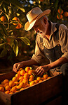 Farm, oranges and farmer harvesting fresh healthy fruit for agriculture, business and produce. Natural, organic, and vibrant citrus in a crate for growth, crops and eco friendly farming environment