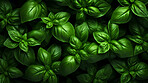 Healthy, natural and basil plant background in studio for farming, organic produce and lifestyle. Fresh, aromatic flavour and health herb closeup for eco farm market, fibre diet and herb agriculture
