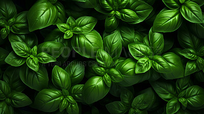 Healthy, natural and basil plant background in studio for farming, organic produce and lifestyle. Fresh, aromatic flavour and health herb closeup for eco farm market, fibre diet and herb agriculture