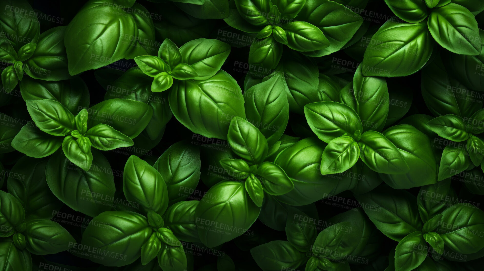 Buy stock photo Healthy, natural and basil plant background in studio for farming, organic produce and lifestyle. Fresh, aromatic flavour and health herb closeup for eco farm market, fibre diet and herb agriculture