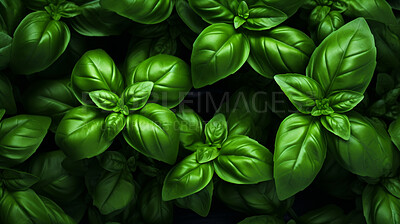 Healthy, natural and basil plant background in studio for farming, organic produce and lifestyle. Fresh, aromatic flavour and health herb closeup for eco farm market, fibre diet and herb agriculture
