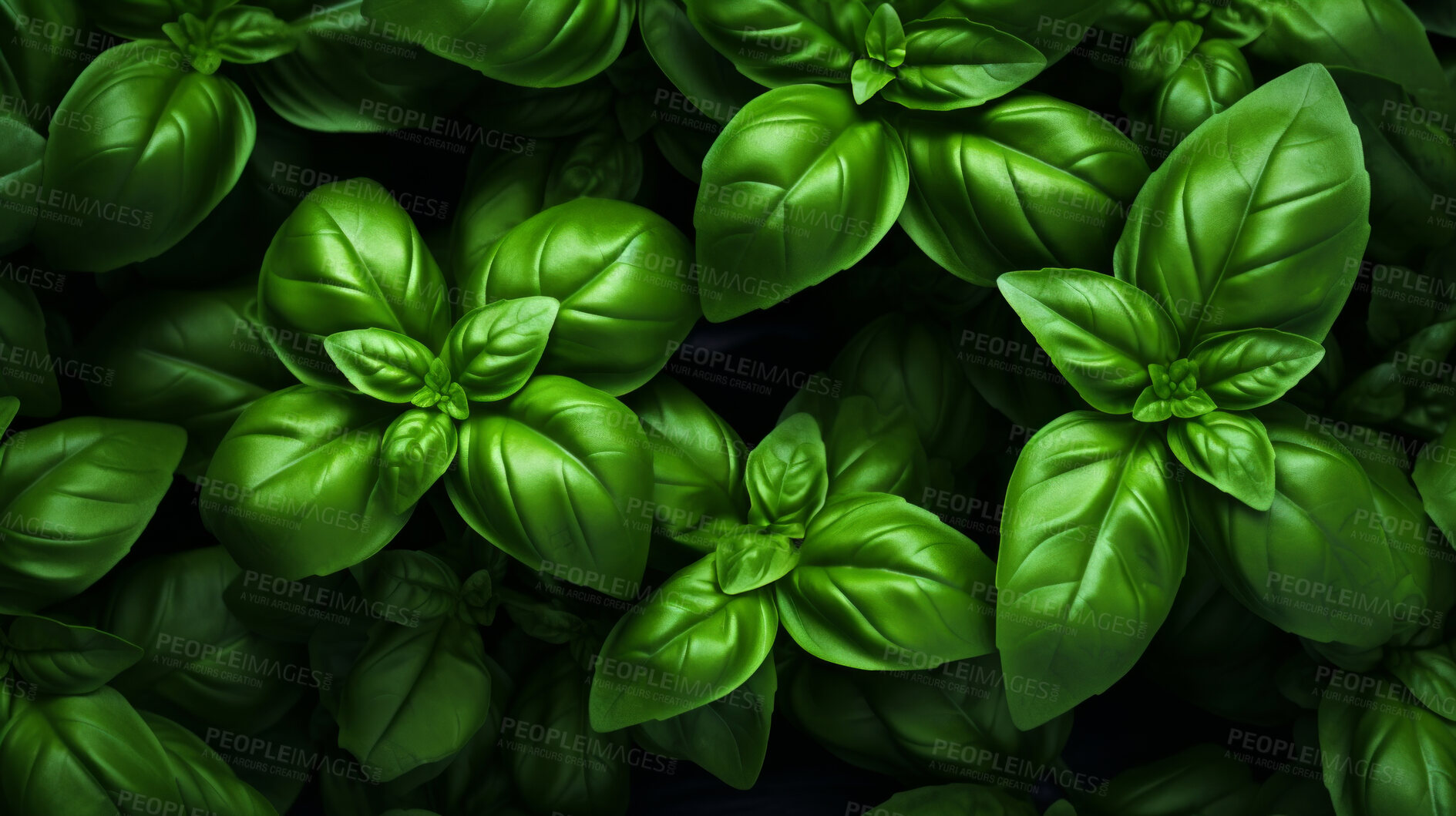 Buy stock photo Healthy, natural and basil plant background in studio for farming, organic produce and lifestyle. Fresh, aromatic flavour and health herb closeup for eco farm market, fibre diet and herb agriculture