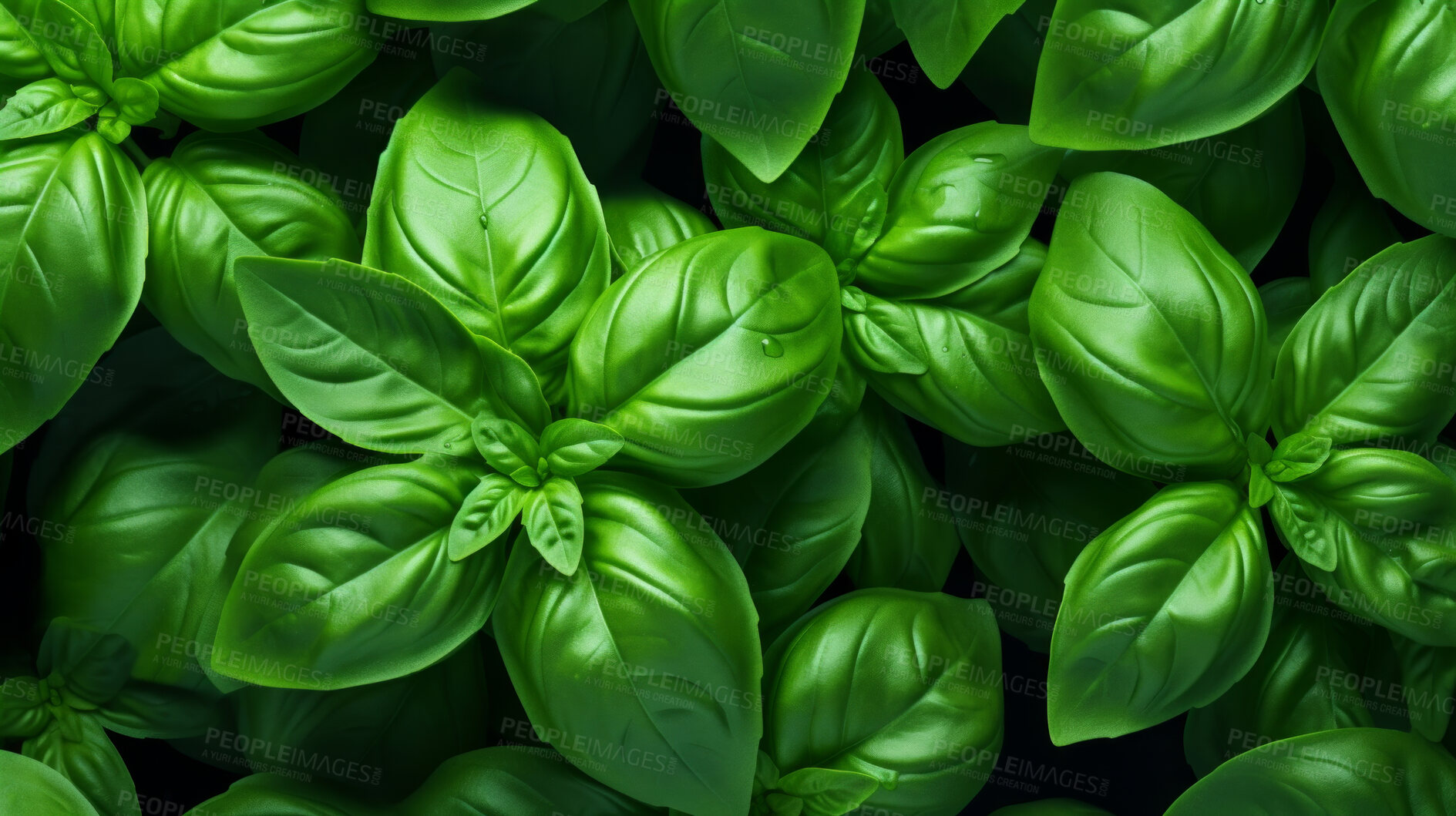 Buy stock photo Healthy, natural and basil plant background in studio for farming, organic produce and lifestyle. Fresh, aromatic flavour and health herb closeup for eco farm market, fibre diet and herb agriculture