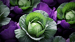 Healthy, natural and cabbage background in studio for farming, organic produce and lifestyle. Fresh, summer food and health meal closeup for eco farm market, fibre diet and vegetable agriculture