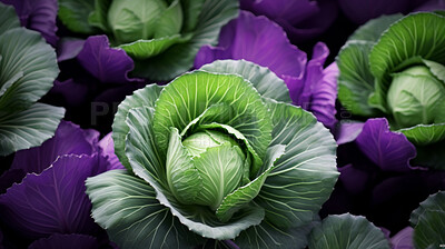 Healthy, natural and cabbage background in studio for farming, organic produce and lifestyle. Fresh, summer food and health meal closeup for eco farm market, fibre diet and vegetable agriculture
