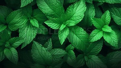 Healthy, natural and mint plant background in studio for farming, organic produce and lifestyle. Fresh, aromatic flavour and health herb closeup for eco farm market, fibre diet and herb agriculture