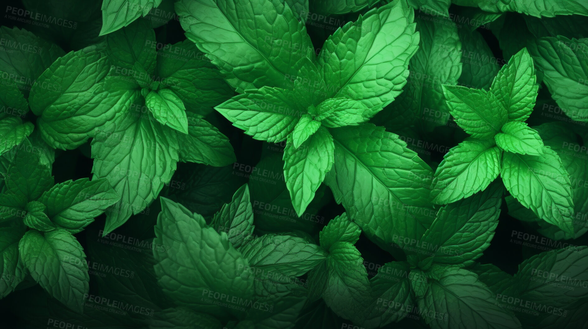 Buy stock photo Healthy, natural and mint plant background in studio for farming, organic produce and lifestyle. Fresh, aromatic flavour and health herb closeup for eco farm market, fibre diet and herb agriculture