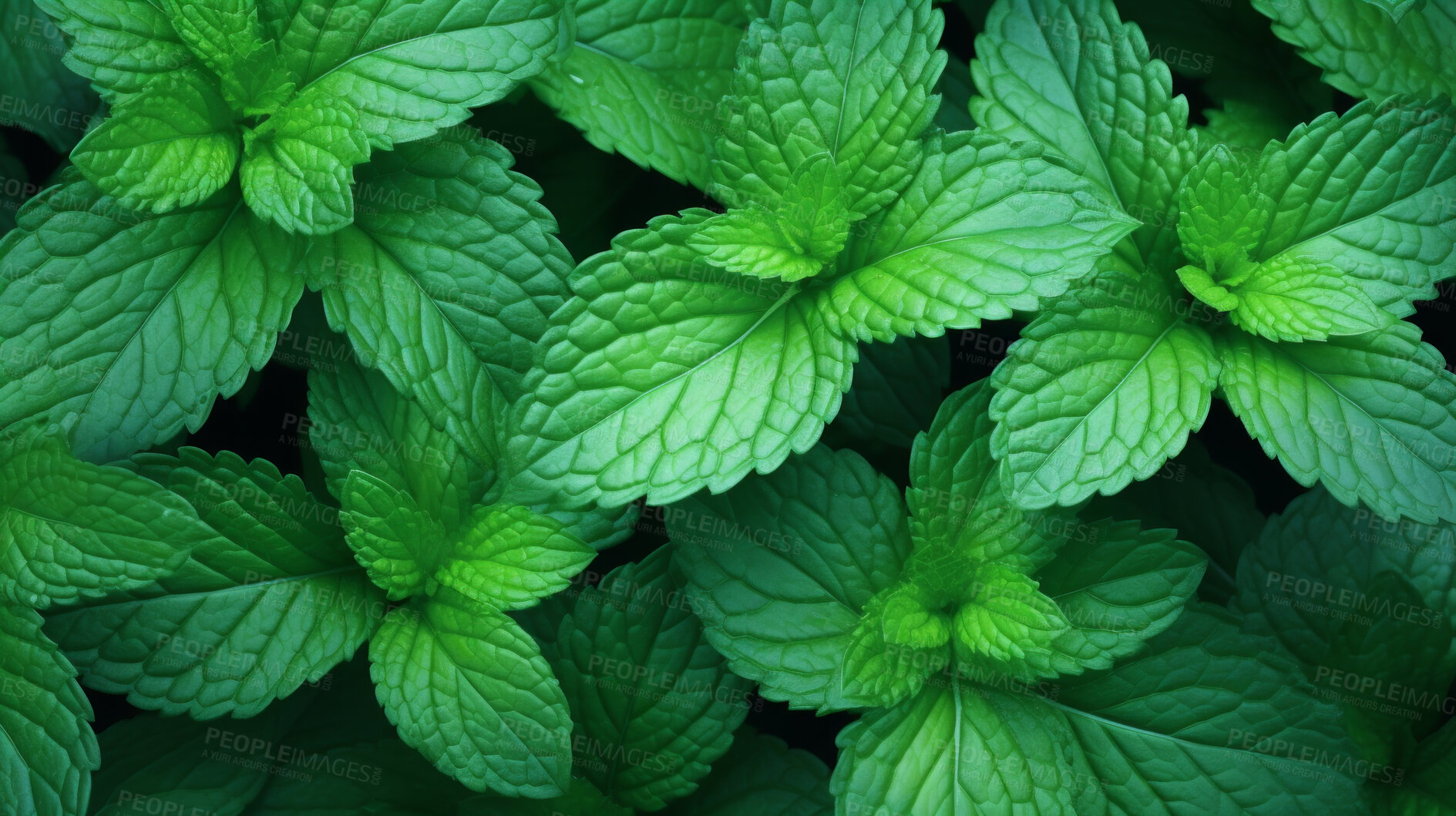 Buy stock photo Healthy, natural and mint plant background in studio for farming, organic produce and lifestyle. Fresh, aromatic flavour and health herb closeup for eco farm market, fibre diet and herb agriculture