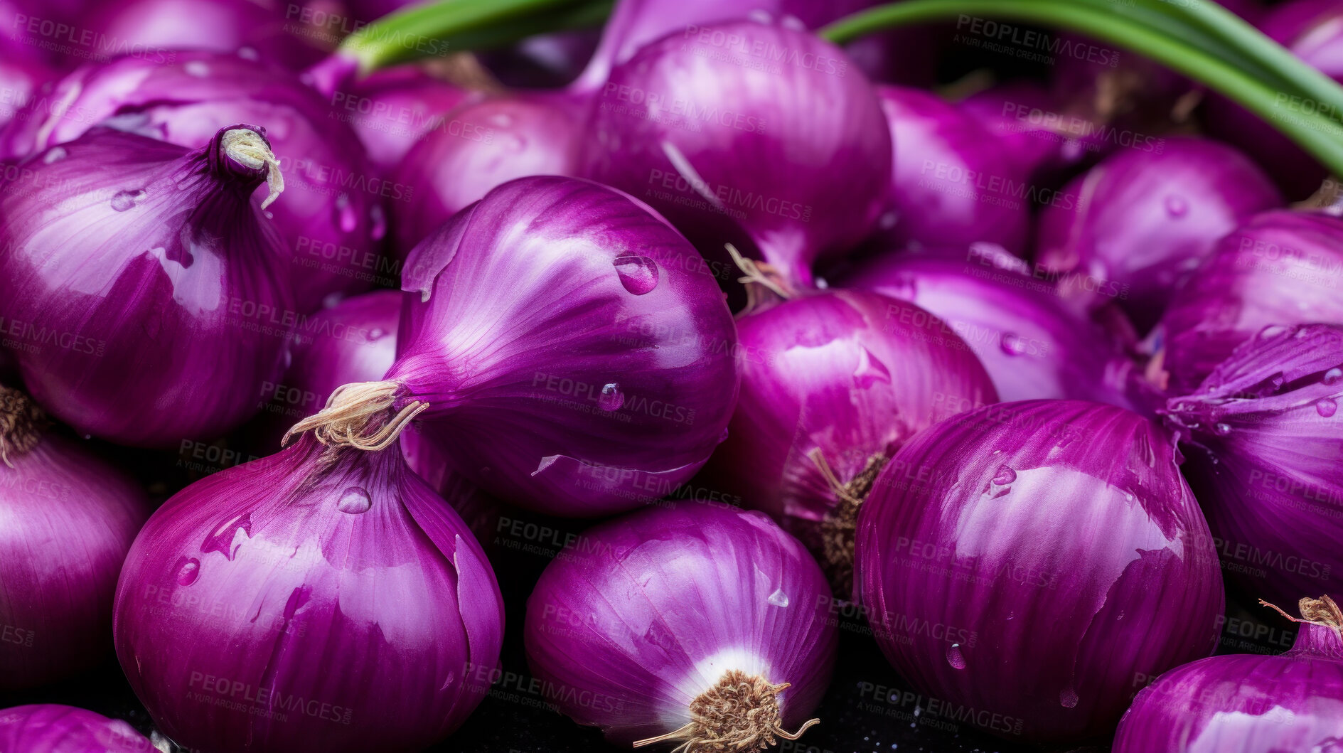 Buy stock photo Healthy, natural and purple onion background in studio for farming, organic produce and lifestyle. Fresh, summer food and health meal closeup for eco farm market, fibre diet and vegetable agriculture