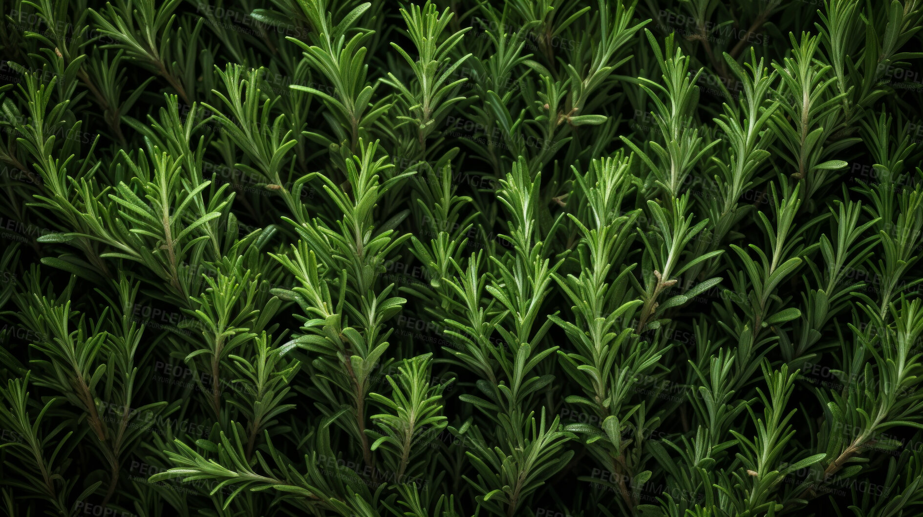 Buy stock photo Healthy, natural or rosemary plant background in studio for farming, organic produce and lifestyle. Fresh, aromatic flavour and health herb closeup for eco farm market, fibre diet and herb agriculture