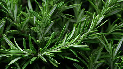 Healthy, natural or rosemary plant background in studio for farming, organic produce and lifestyle. Fresh, aromatic flavour and health herb closeup for eco farm market, fibre diet and herb agriculture