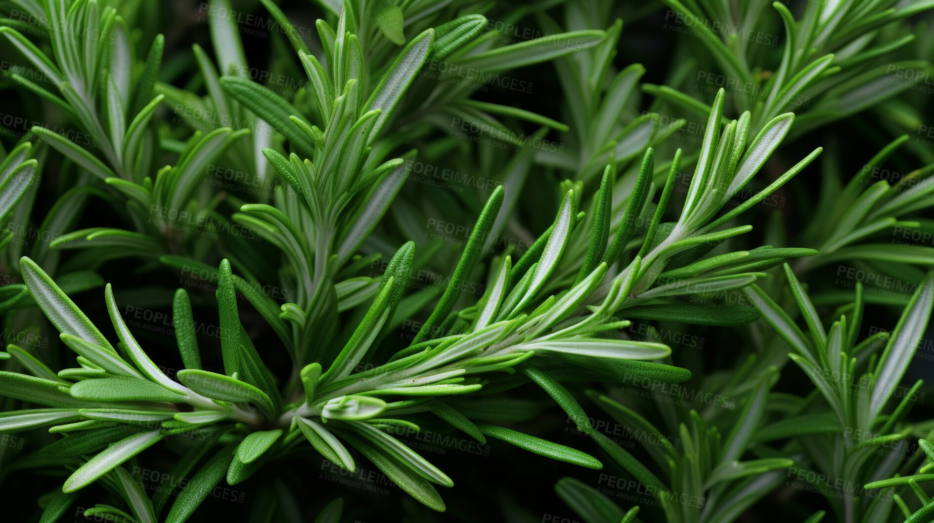 Buy stock photo Healthy, natural or rosemary plant background in studio for farming, organic produce and lifestyle. Fresh, aromatic flavour and health herb closeup for eco farm market, fibre diet and herb agriculture