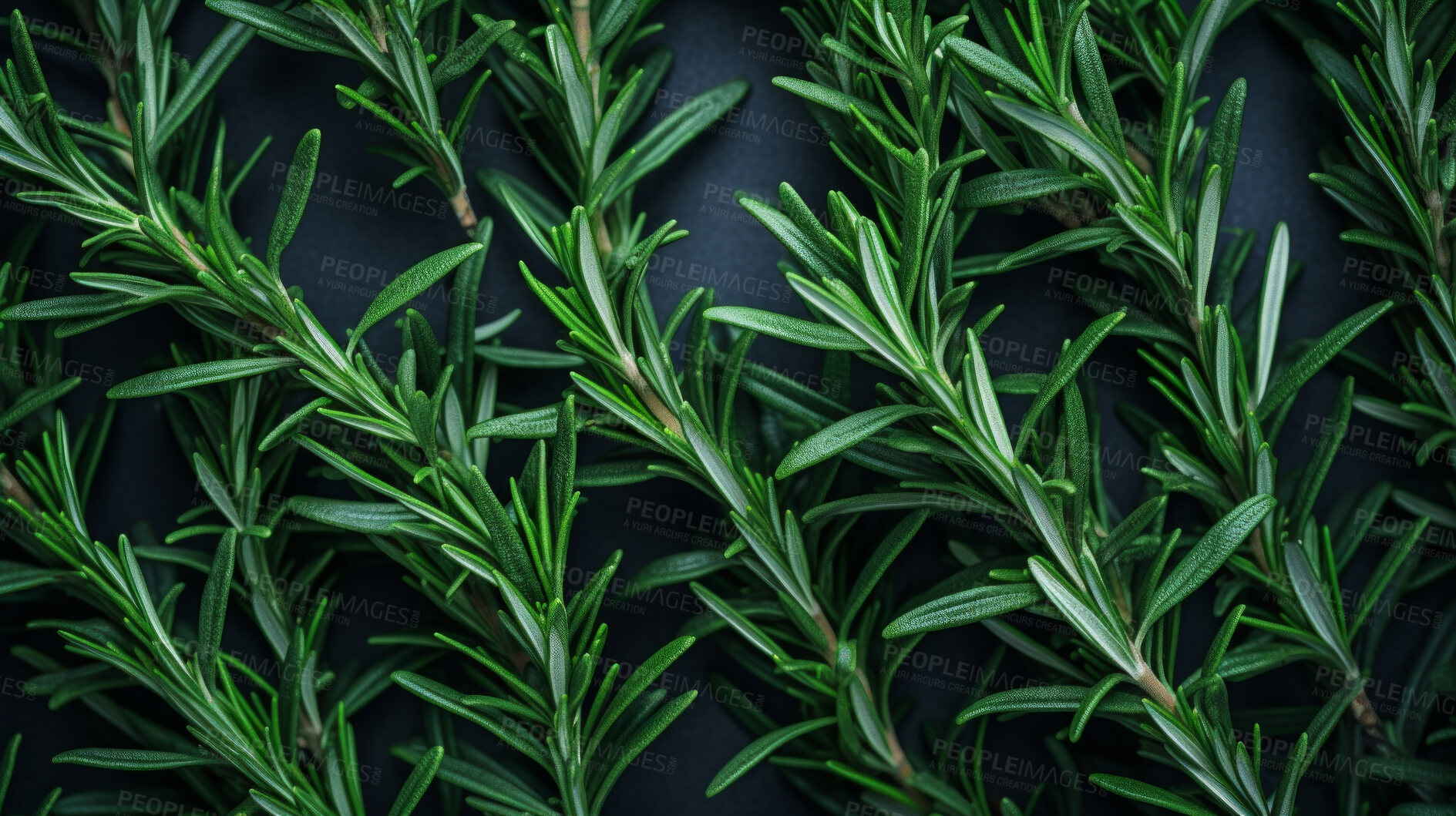 Buy stock photo Healthy, natural or rosemary plant background in studio for farming, organic produce and lifestyle. Fresh, aromatic flavour and health herb closeup for eco farm market, fibre diet and herb agriculture