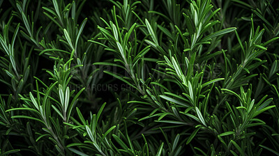 Healthy, natural or rosemary plant background in studio for farming, organic produce and lifestyle. Fresh, aromatic flavour and health herb closeup for eco farm market, fibre diet and herb agriculture