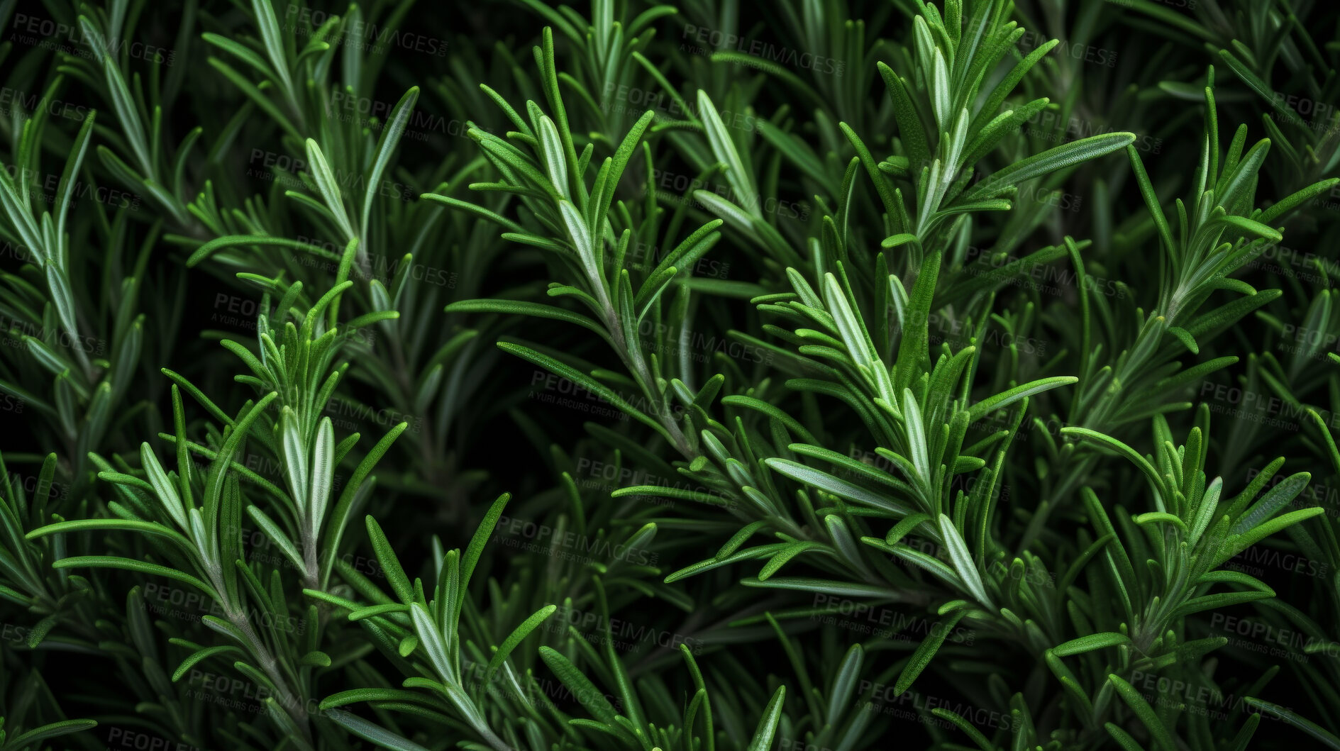 Buy stock photo Healthy, natural or rosemary plant background in studio for farming, organic produce and lifestyle. Fresh, aromatic flavour and health herb closeup for eco farm market, fibre diet and herb agriculture