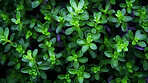 Healthy, natural and thyme plant background in studio for farming, organic produce and lifestyle. Fresh, aromatic flavour and health herb closeup for eco farm market, fibre diet and herb agriculture