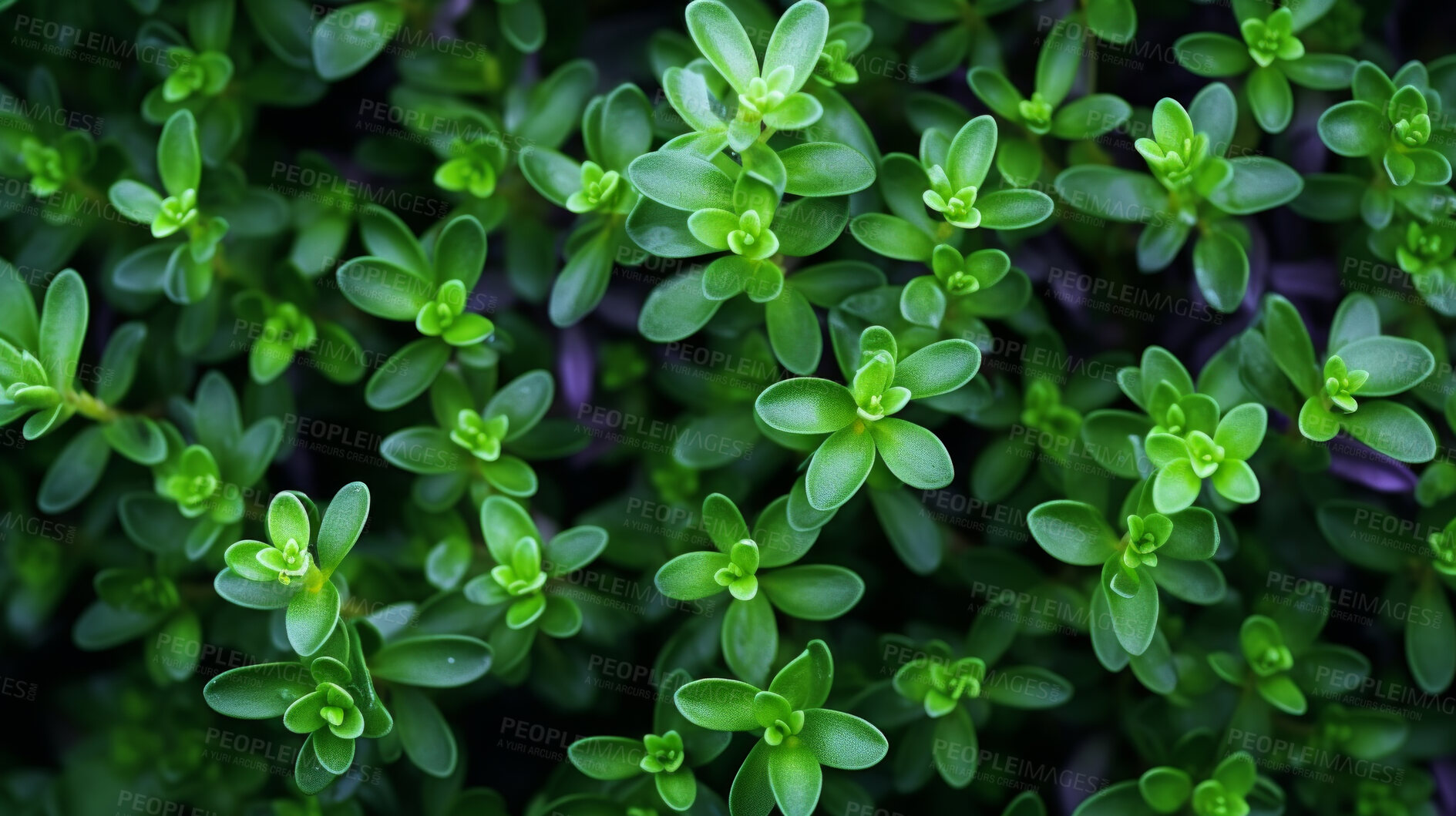 Buy stock photo Healthy, natural and thyme plant background in studio for farming, organic produce and lifestyle. Fresh, aromatic flavour and health herb closeup for eco farm market, fibre diet and herb agriculture