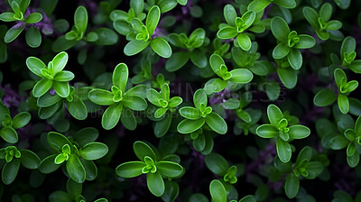 Healthy, natural and thyme plant background in studio for farming, organic produce and lifestyle. Fresh, aromatic flavour and health herb closeup for eco farm market, fibre diet and herb agriculture