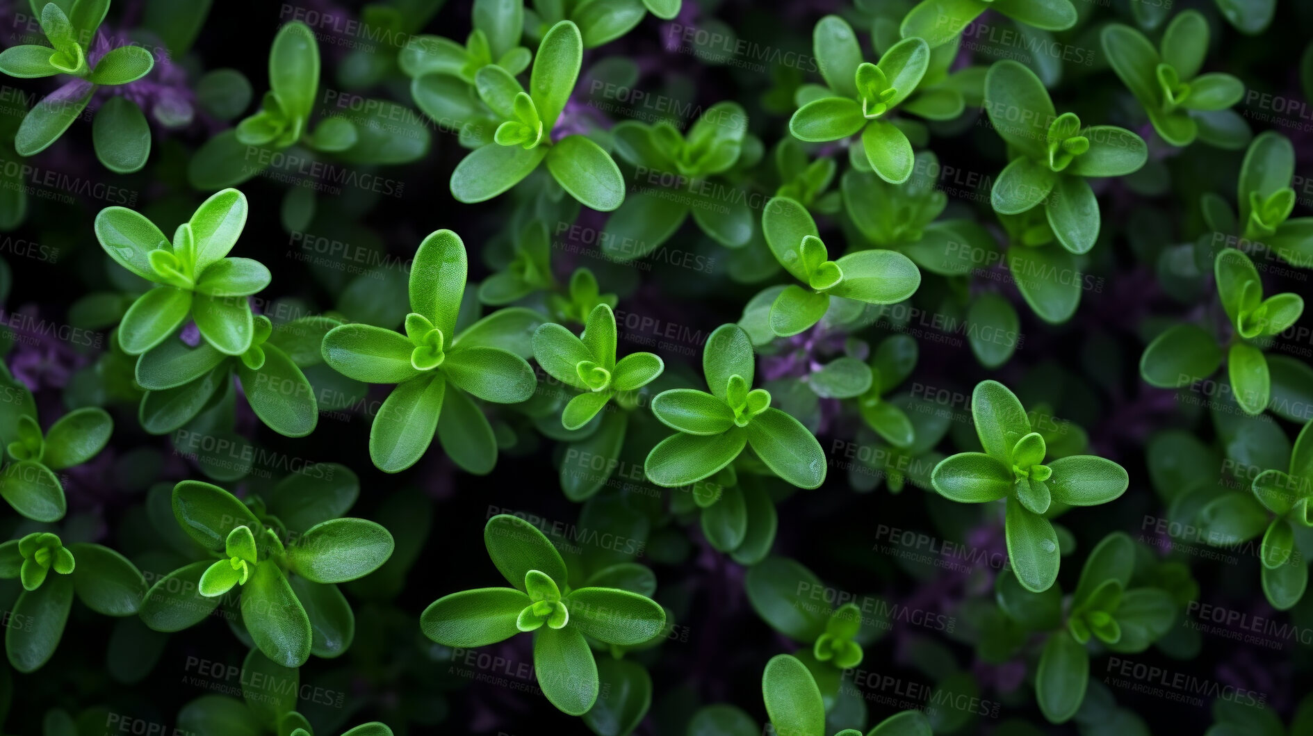 Buy stock photo Healthy, natural and thyme plant background in studio for farming, organic produce and lifestyle. Fresh, aromatic flavour and health herb closeup for eco farm market, fibre diet and herb agriculture