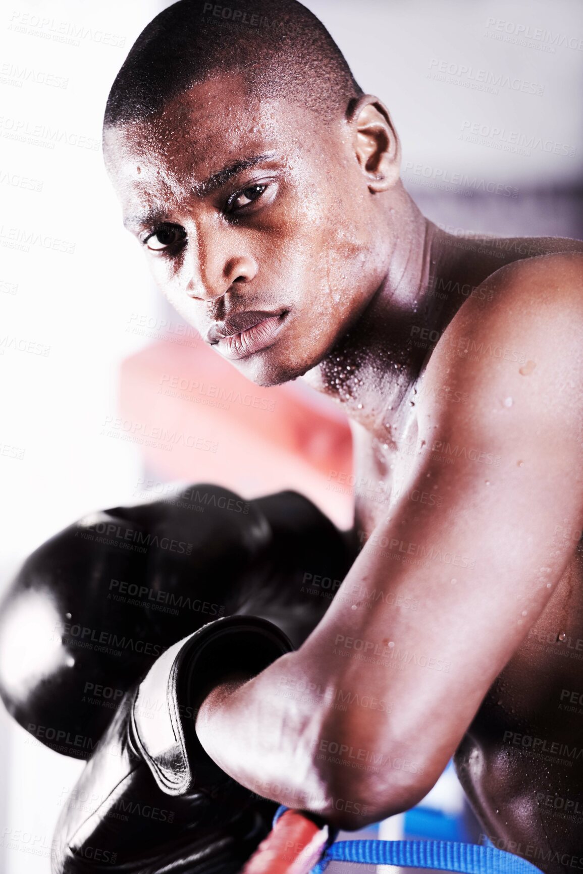 Buy stock photo Boxing, gym and portrait of black man in ring with fitness, power and workout challenge at sports club. Strong body, face of athlete or boxer in gloves with sweat and confidence in competition fight.