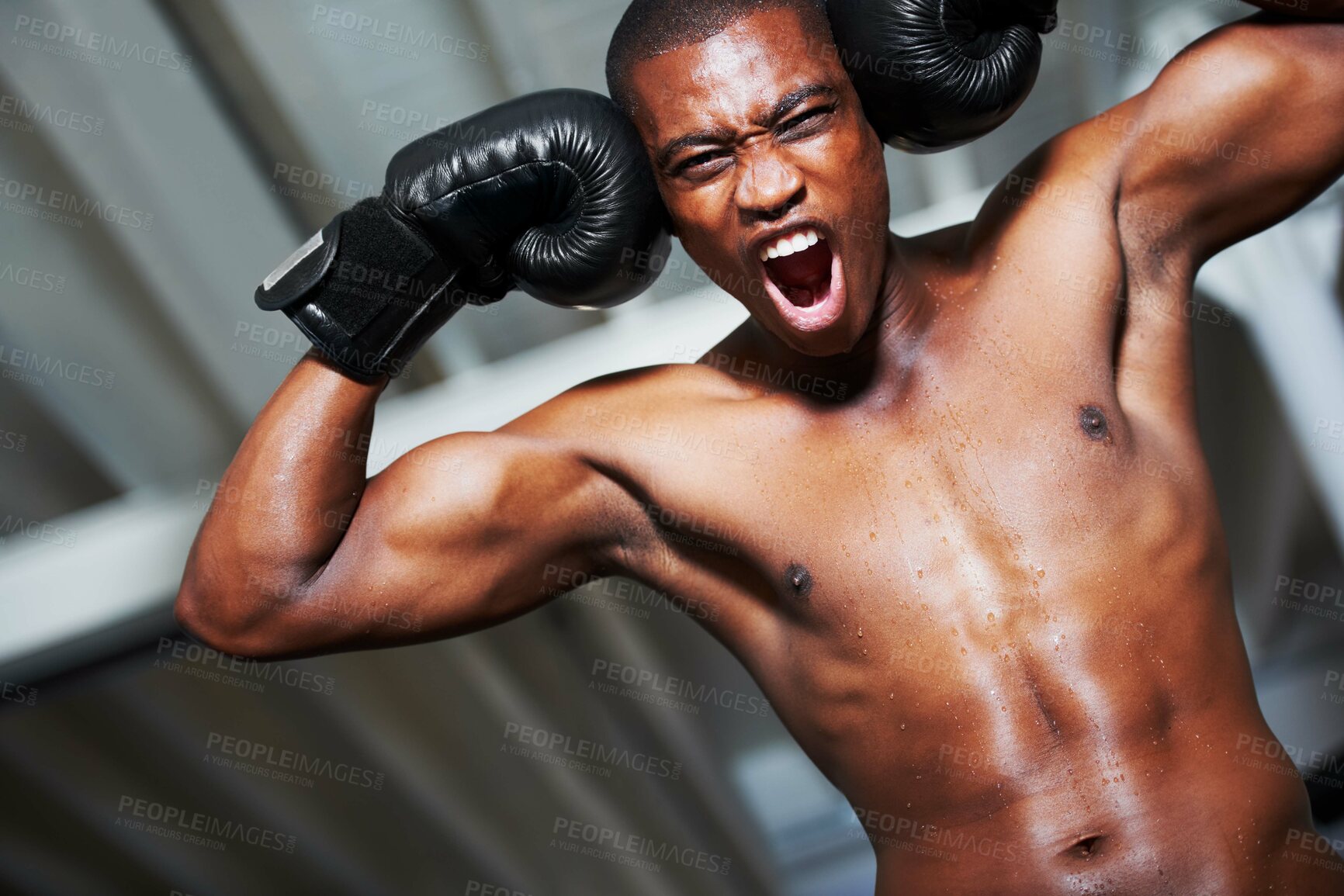 Buy stock photo Boxing, shouting and portrait of fearless black man training with fitness, power or winning workout challenge. Strong body, muscle and excited boxer with scream and confidence in competition fighting