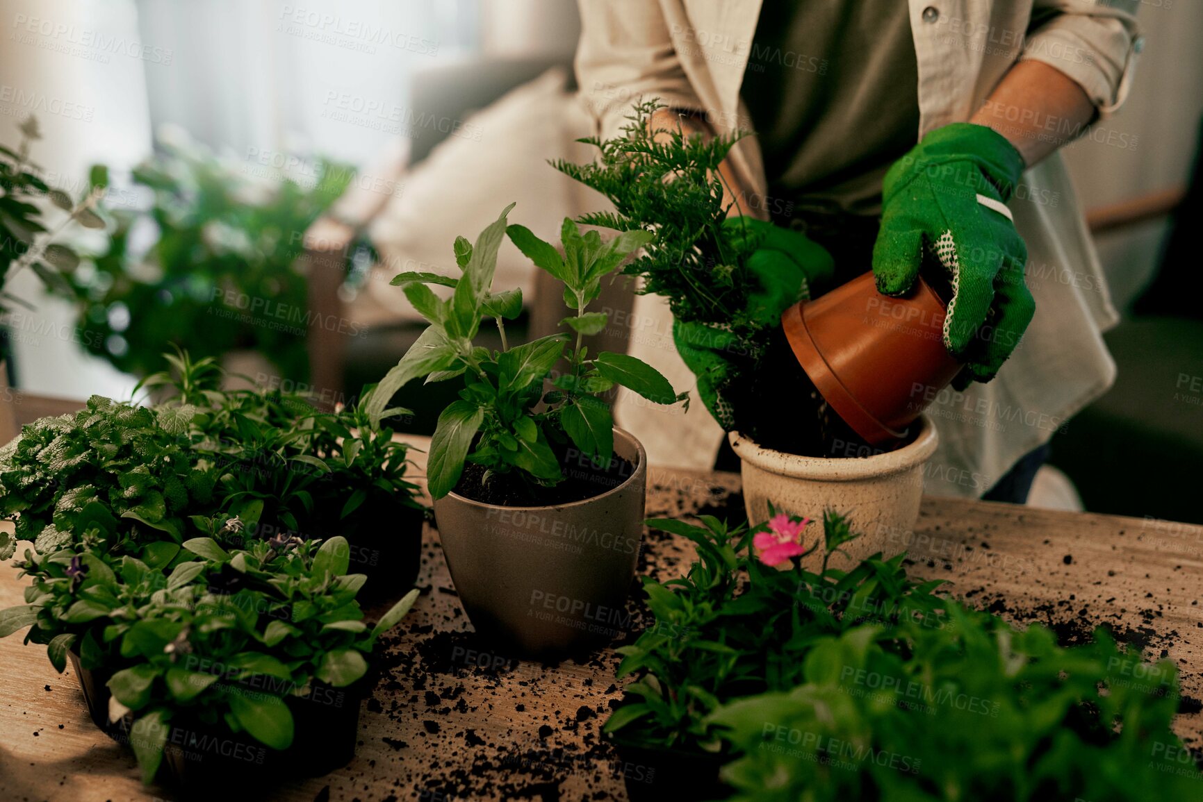 Buy stock photo Cropped shot of an unrecognizable florist potting plants inside her store