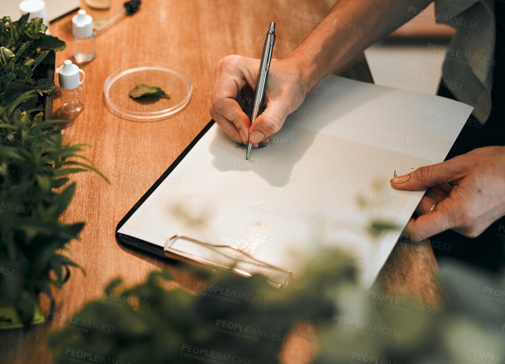 Buy stock photo Cropped shot of an unrecognizable botanist drawing botanical illustrations inside her office