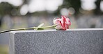 Funeral, cemetery and hands with rose on tombstone for remembrance, ceremony and memorial service. Depression, sadness and person with flower on gravestone for mourning, grief and loss in graveyard