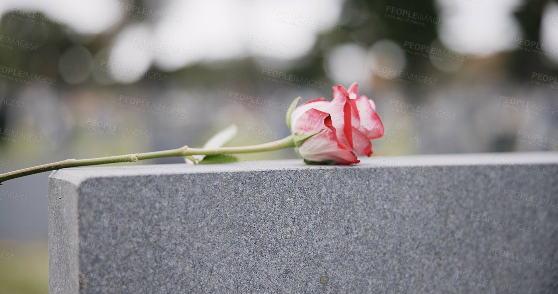 Buy stock photo Funeral, cemetery and hands with rose on tombstone for remembrance, ceremony and memorial service. Depression, sadness and person with flower on gravestone for mourning, grief and loss in graveyard