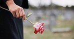 Funeral, cemetery and hands of person with rose for remembrance, ceremony and memorial service. Depression, death and closeup of flower for mourning, grief and loss in graveyard for bereavement